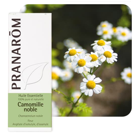 Pranarôm huile essentielle camomille noble - 5 ml — Pharmacie Rocade by Nexum